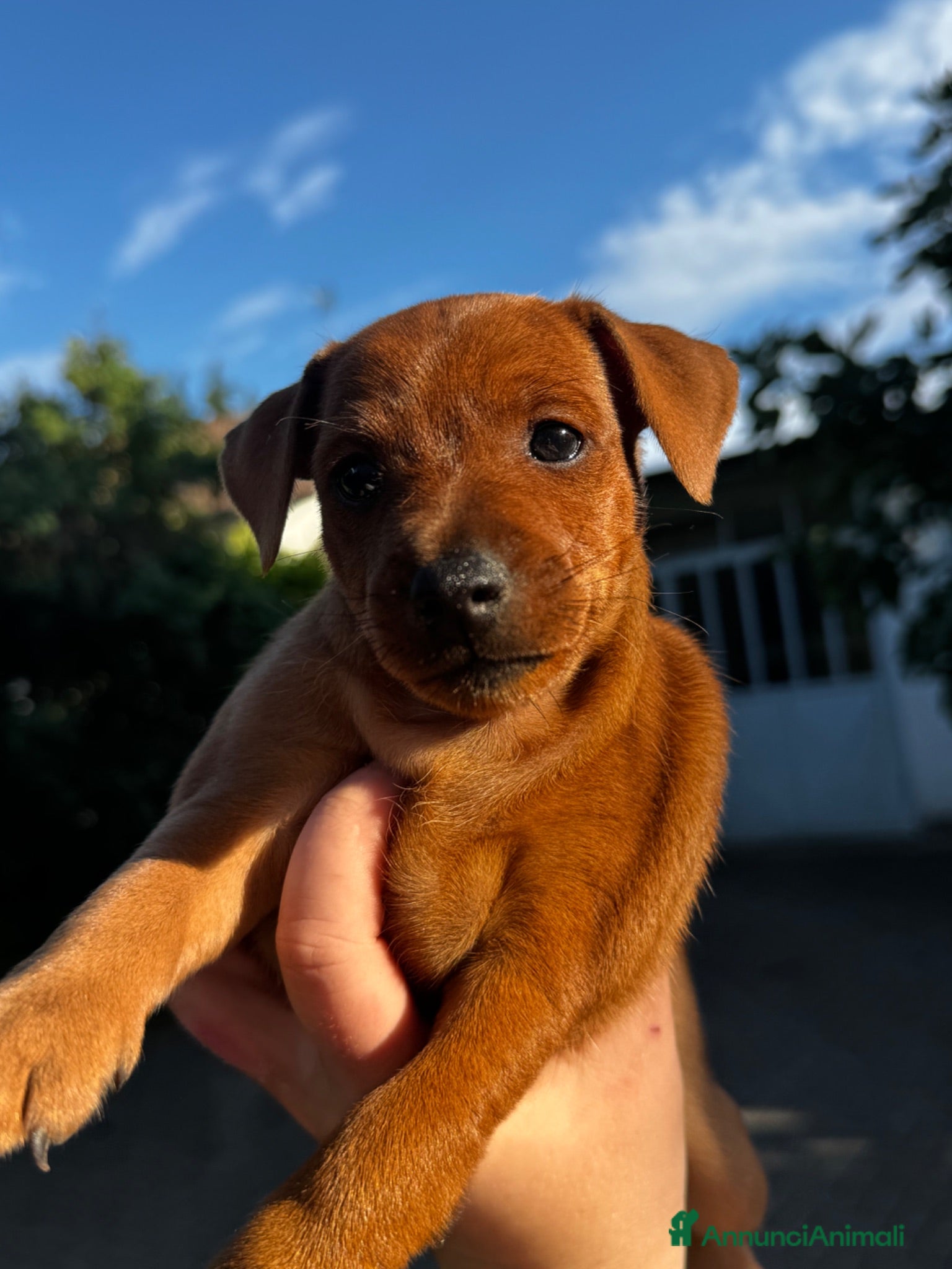 Pinscher Miniatura cani Pinscher nano femmina rimborso spese - Annuncio 1