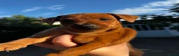 Pinscher Miniatura cani in vendita: Pinscher nano femmina rimborso spese - Annuncio 1