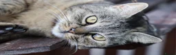 Europeo gatti in regalo: Gatta adulta buona cerca casa - Annuncio 4