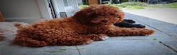 Barboncino cani in vendita: Barboni nani fulvi  - Annuncio 2