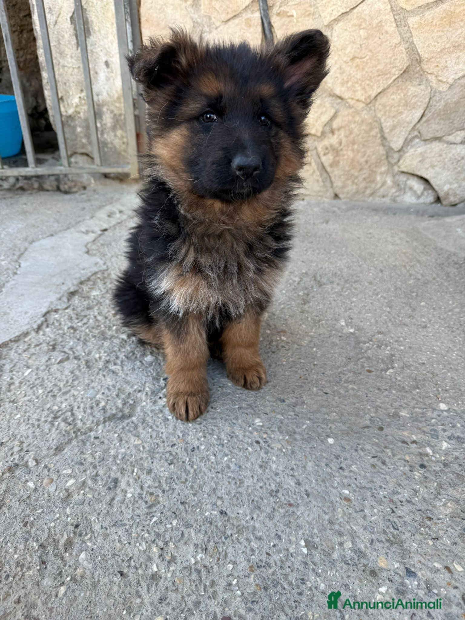 Pastore Tedesco cani Pastore tedesco  - Annuncio 1