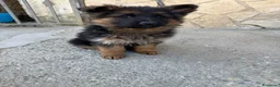 Pastore Tedesco cani in vendita: Pastore tedesco  a Provincia di Avellino - Annuncio 1