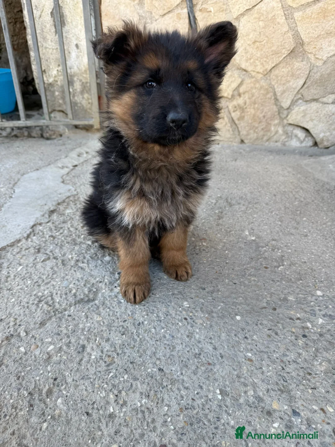 Pastore Tedesco cani in vendita: Pastore tedesco  a Provincia di Avellino - Annuncio 1