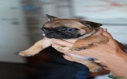 Bulldog Francese cani in vendita: Bulldog francese  a Provincia di Ascoli Piceno - Immagine 9