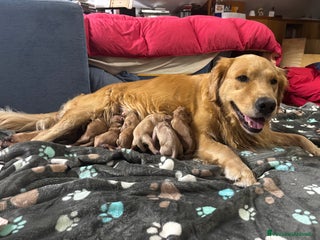 Golden Retriever cani Golden Retriver - Annuncio 2