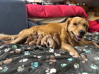 Golden Retriever cani Golden Retriver - Annuncio 5