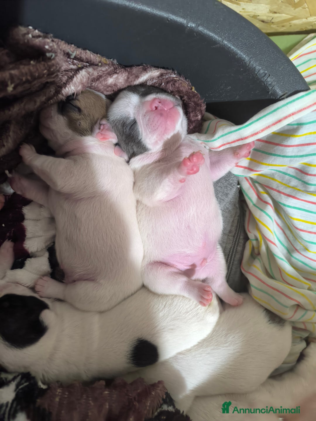 Bulldog Francese cani in vendita: Bulldog francese  - Annuncio 3