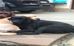 Labrador cani in vendita: Ultima cucciola labrador  a Città metropolitana di Roma Capitale - Immagine 2