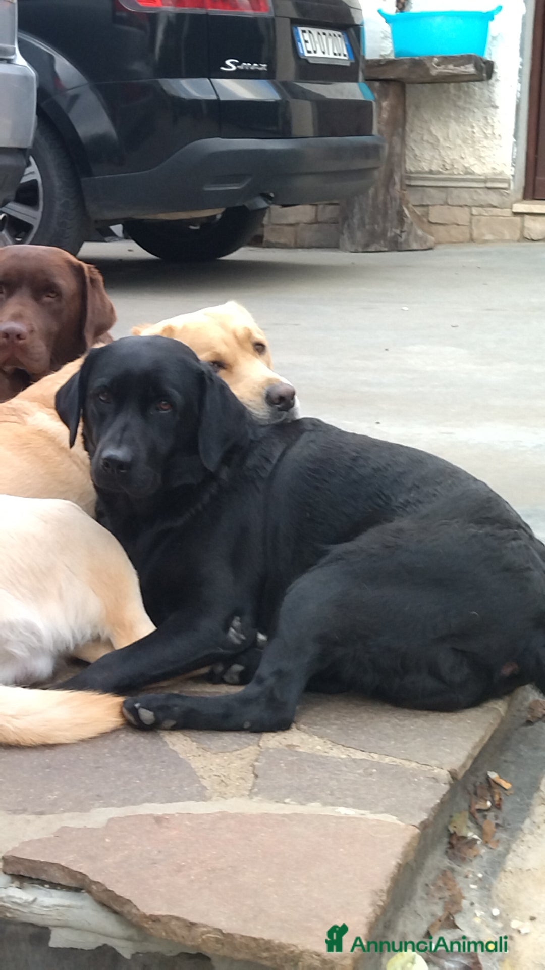 Labrador cani in vendita: Ultima cucciola labrador  a Città metropolitana di Roma Capitale - Immagine 2
