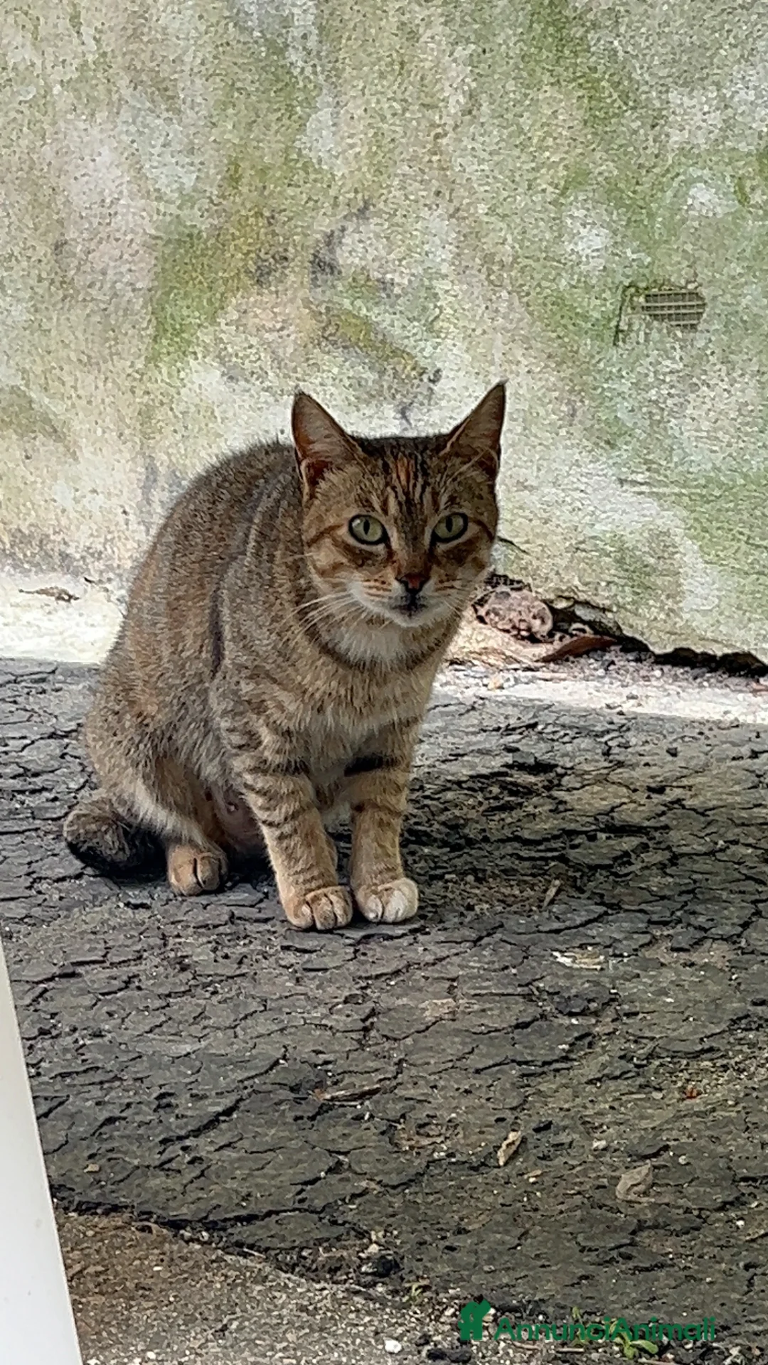 Europeo gatti in regalo: Mammina Cerca adozione (Pozzuoli Napoli) - Annuncio 2