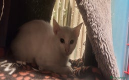 Europeo gatti in regalo: Gattini in adozione a BOLOGNA  - Immagine 2