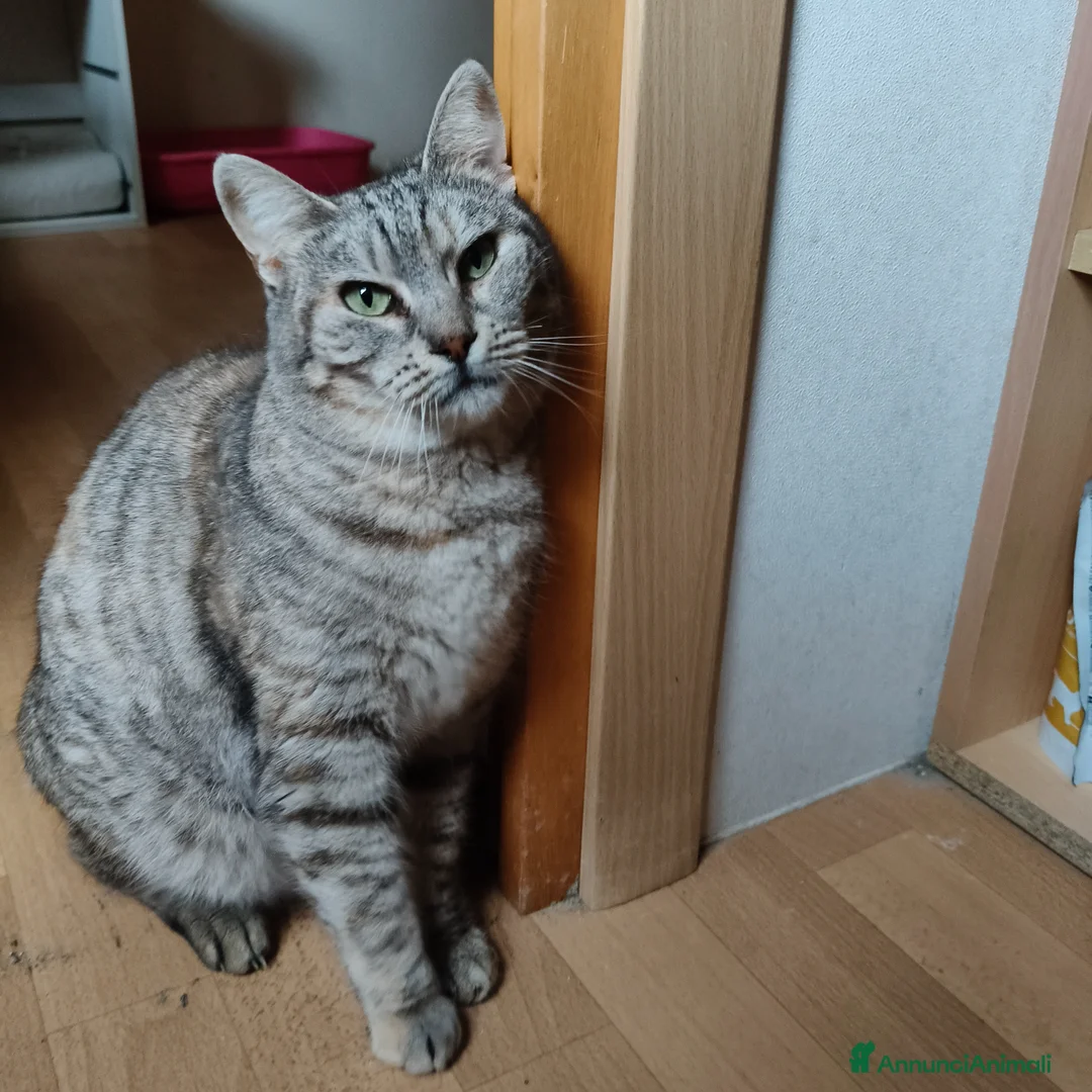 Europeo gatti in regalo: Lilith cerca casa 🏡 a Città metropolitana di Milano - Annuncio 2