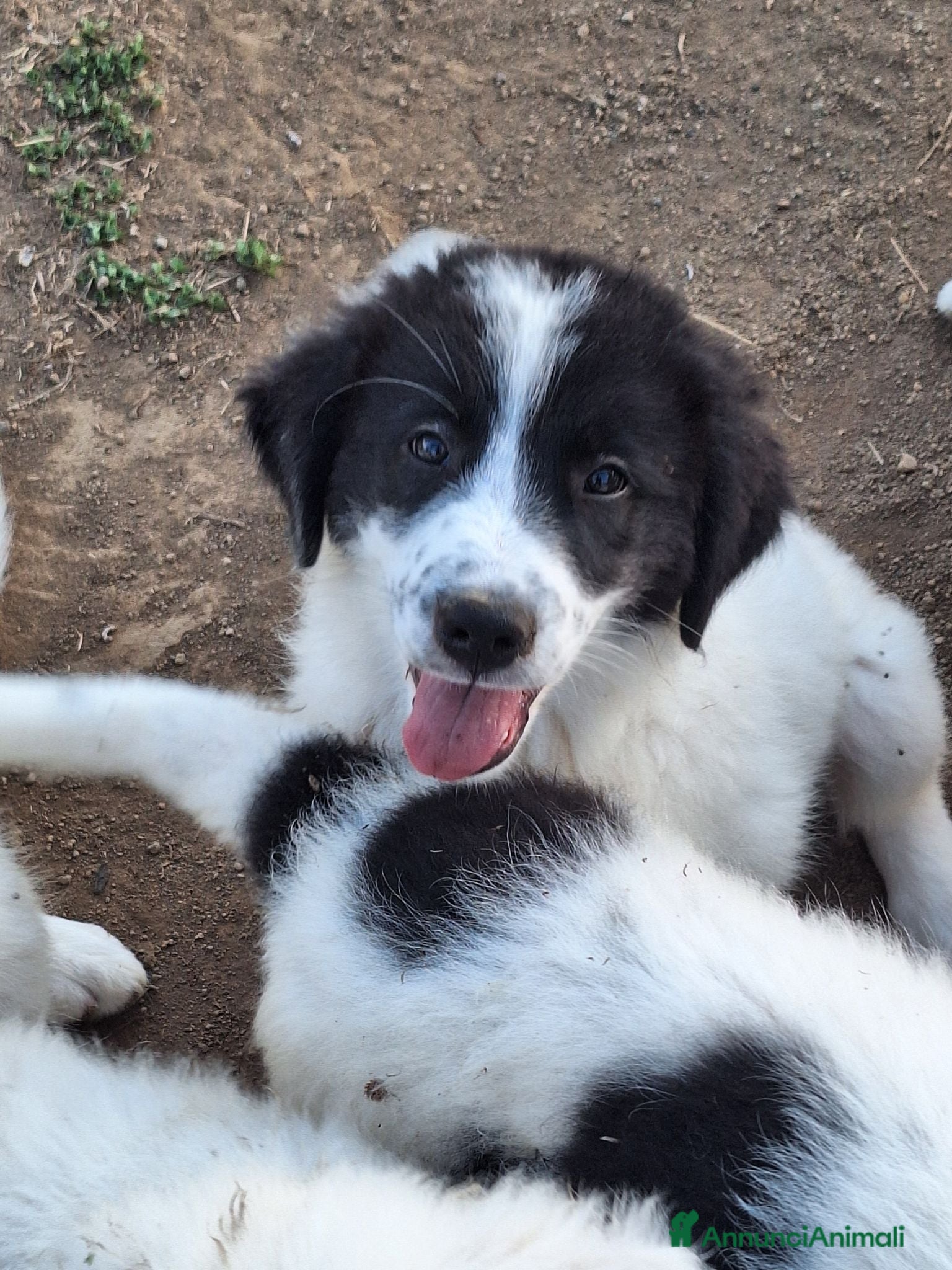 Meticcio cani 🐶Cucciola femmina Pastore Maremmano e dei Pirenei - Annuncio 4