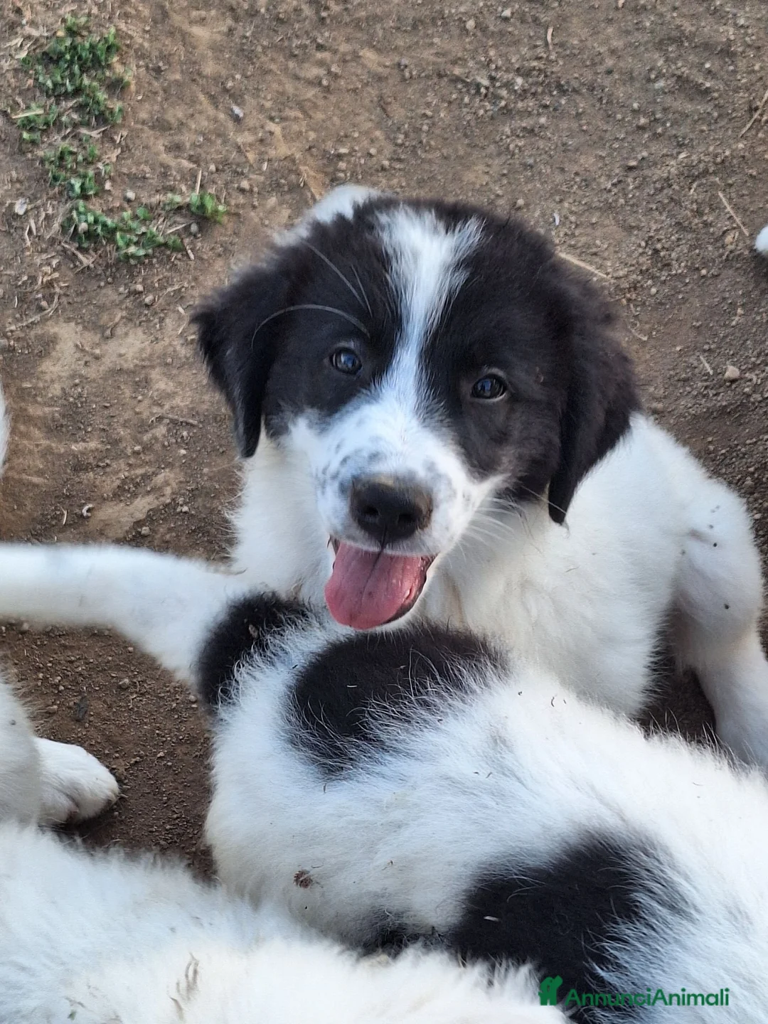 Meticcio cani in vendita: 🐶Cucciola femmina Pastore Maremmano e dei Pirenei - Annuncio 1