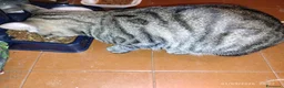 Europeo gatti in regalo: Gatto tigrato - Annuncio 3