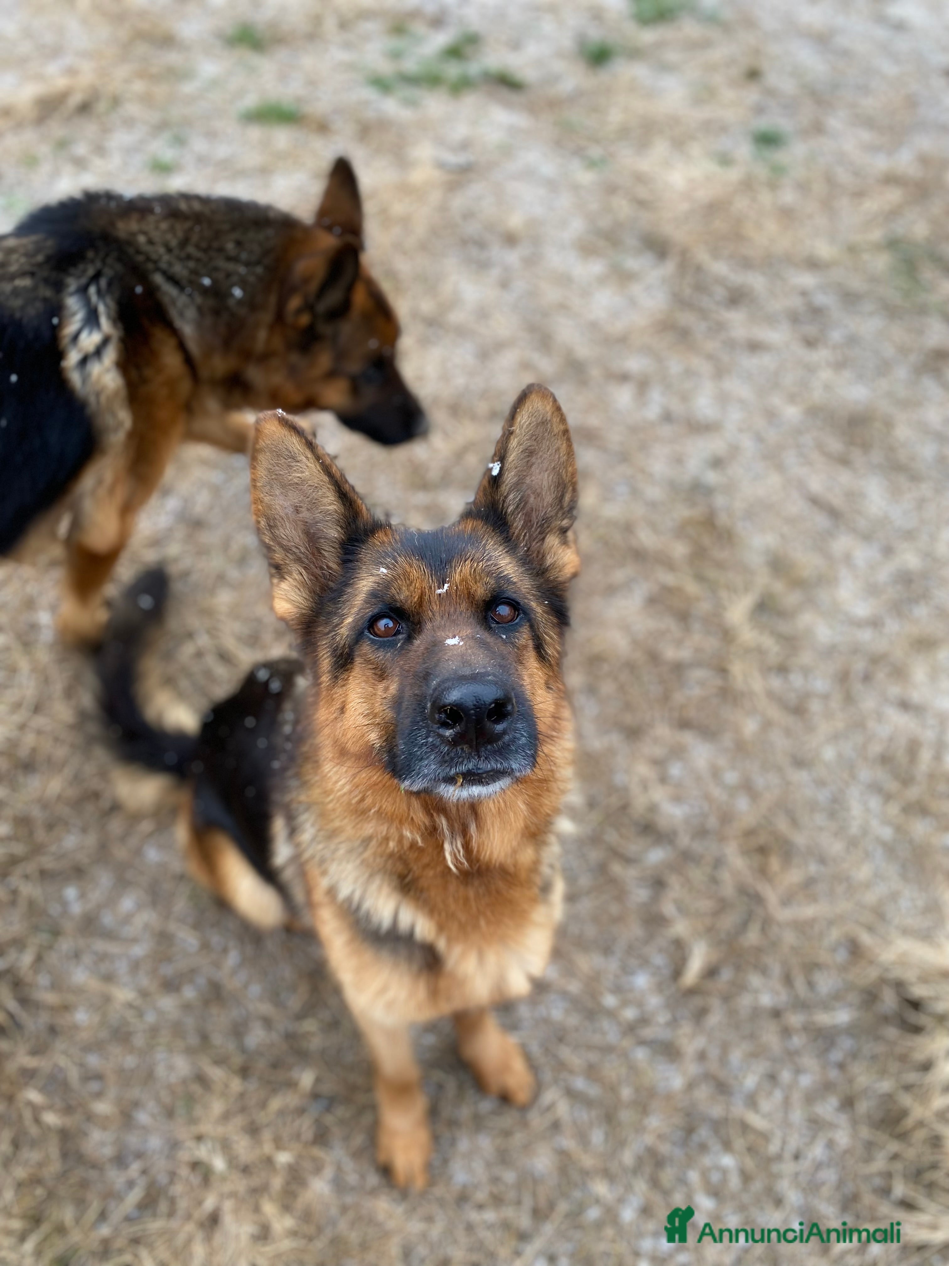 Pastore Tedesco cani Disponibili cuccioli pastore tedesco  - Annuncio 1