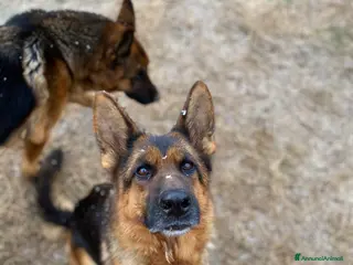 Pastore Tedesco cani Disponibili cuccioli pastore tedesco - Annuncio 1