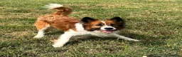 Meticcio cani in regalo: CHARLIE BORDER COLLIE - Annuncio 11