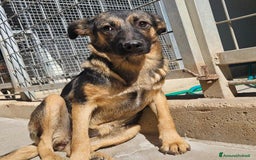 Meticcio cani in regalo: Clotilde: cucciolotta taglia piccola timida dolce  - Annuncio 5