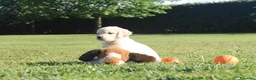 Golden Retriever cani in vendita: Ultimi cuccioli golden retriever con pedigree a Città metropolitana di Milano - Annuncio 4