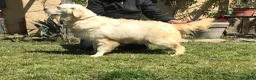 Golden Retriever cani in vendita: Golden retriever angloamericani  - Annuncio 2