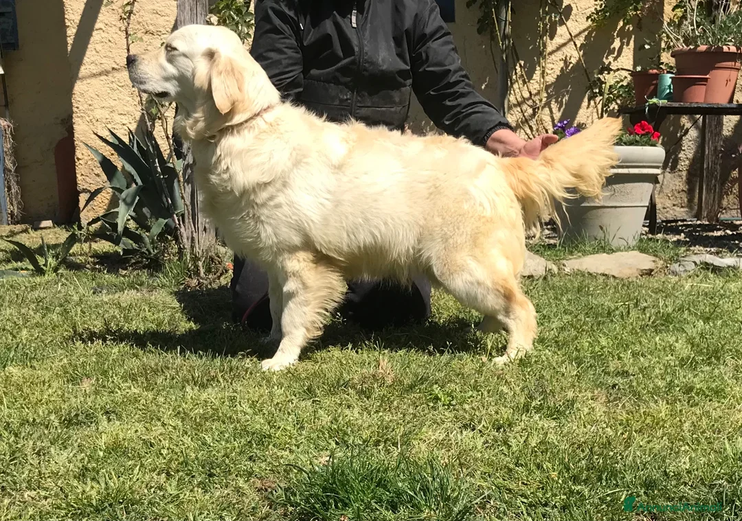 Golden Retriever cani in vendita: Golden retriever angloamericani  - Annuncio 2