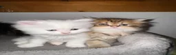 Persiano gatti in vendita: Splendidi Cuccioli di Gatto Persiano Puri a Città metropolitana di Milano - Annuncio 2