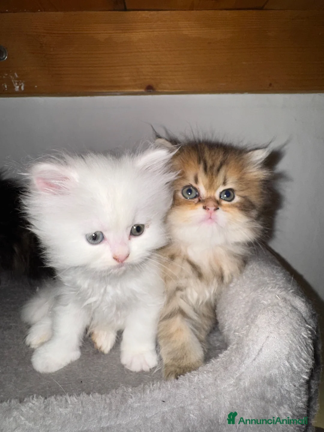 Persiano gatti in vendita: Splendidi Cuccioli di Gatto Persiano Puri a Città metropolitana di Milano - Annuncio 2