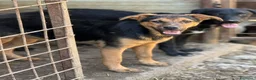 Meticcio cani in regalo: DOBBY & DARIUS, fratelli dalla sconfinata bontà! - Annuncio 4