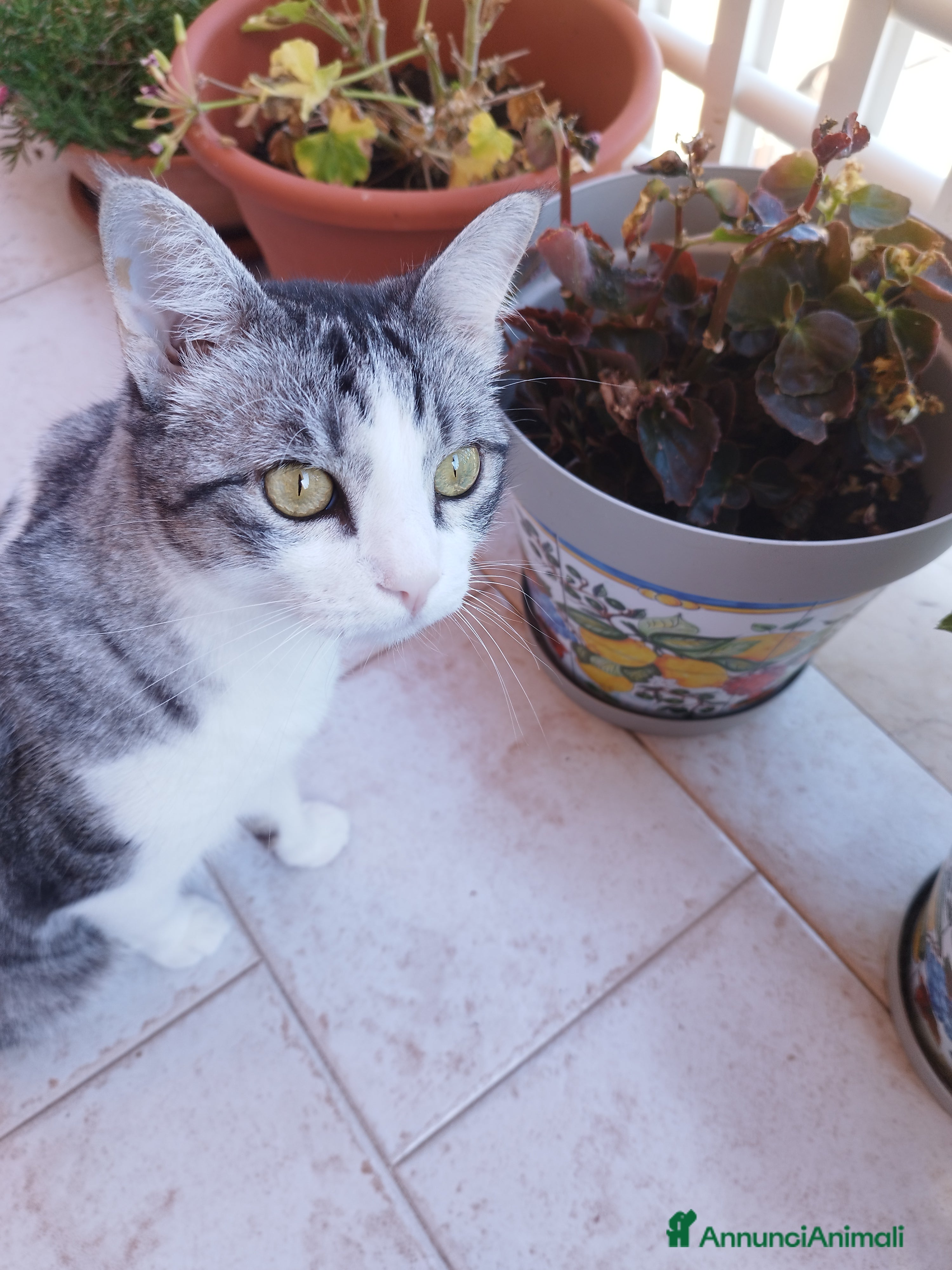 Meticcio gatti Regalo gattina affettuosa  - Annuncio 1