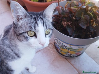 Meticcio gatti Regalo gattina affettuosa - Annuncio 1