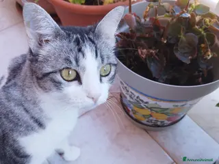 Meticcio gatti Regalo gattina affettuosa - Annuncio 3