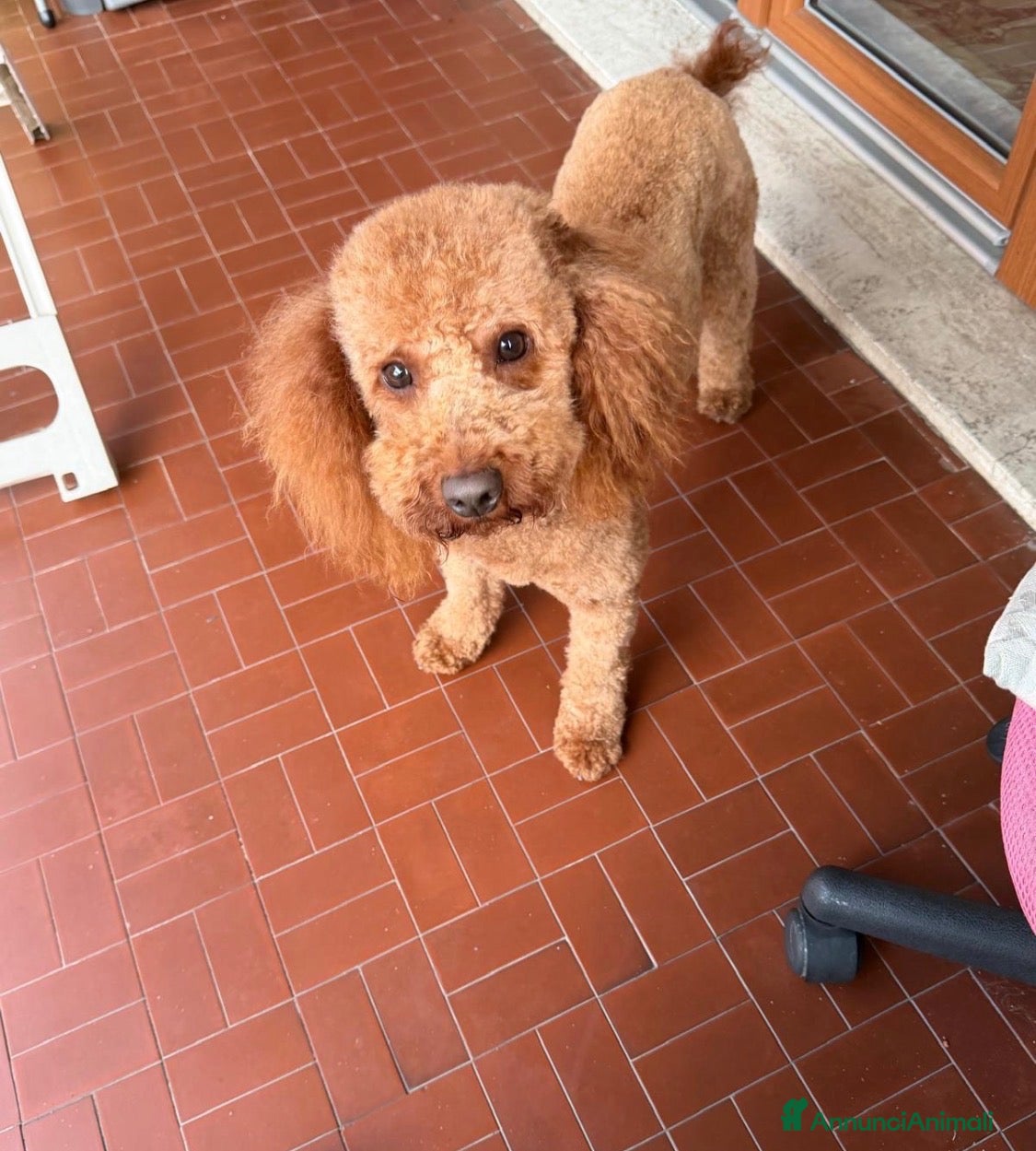 Barboncino cani Cerco femminuccia per lucky!! - Annuncio 1