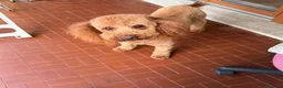 Barboncino cani per accoppiamento: Cerco femminuccia per lucky!! a Provincia di Cuneo - Annuncio 1