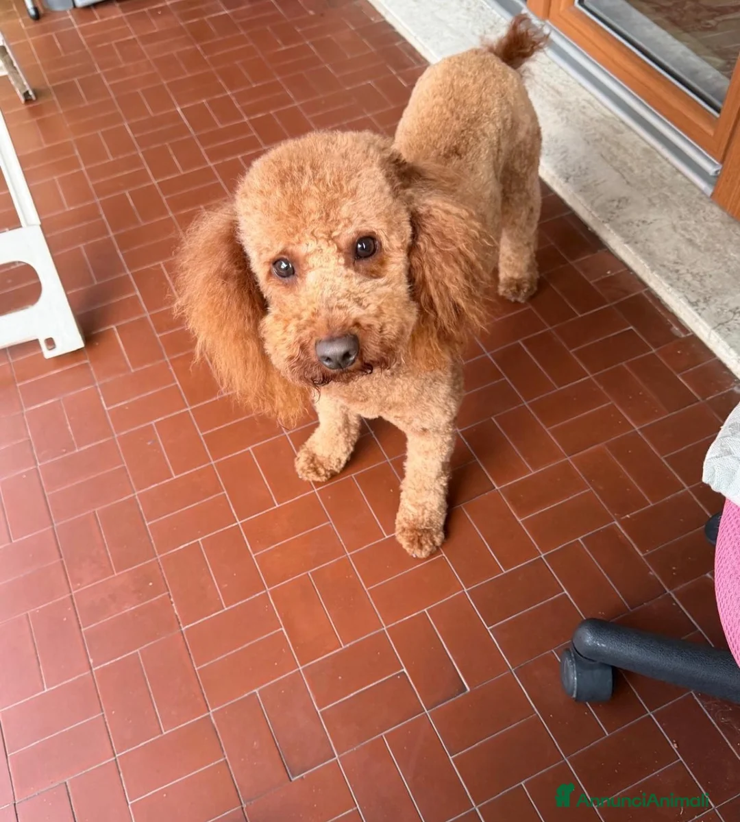 Barboncino cani per accoppiamento: Cerco femminuccia per lucky!! a Provincia di Cuneo - Annuncio 1