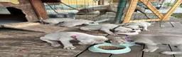 Weimaraner cani in vendita: Cucciolata di 6 Weimaraner  - Annuncio 11