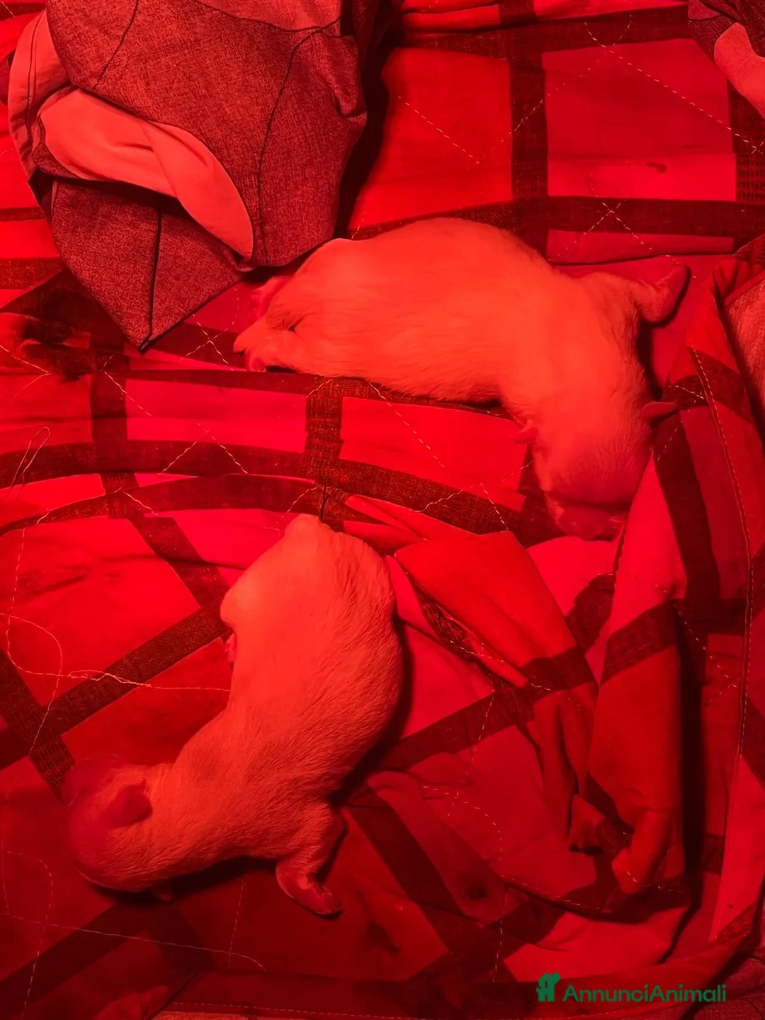 Maltese cani in vendita: Maltese a Città metropolitana di Roma Capitale - Annuncio 2
