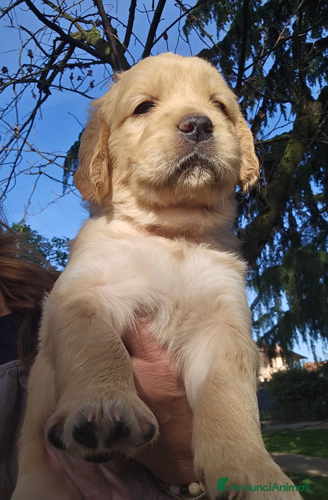 Golden Retriever cani in vendita: CUCCIOLI GOLDEN RETRIEVER  - Annuncio 2