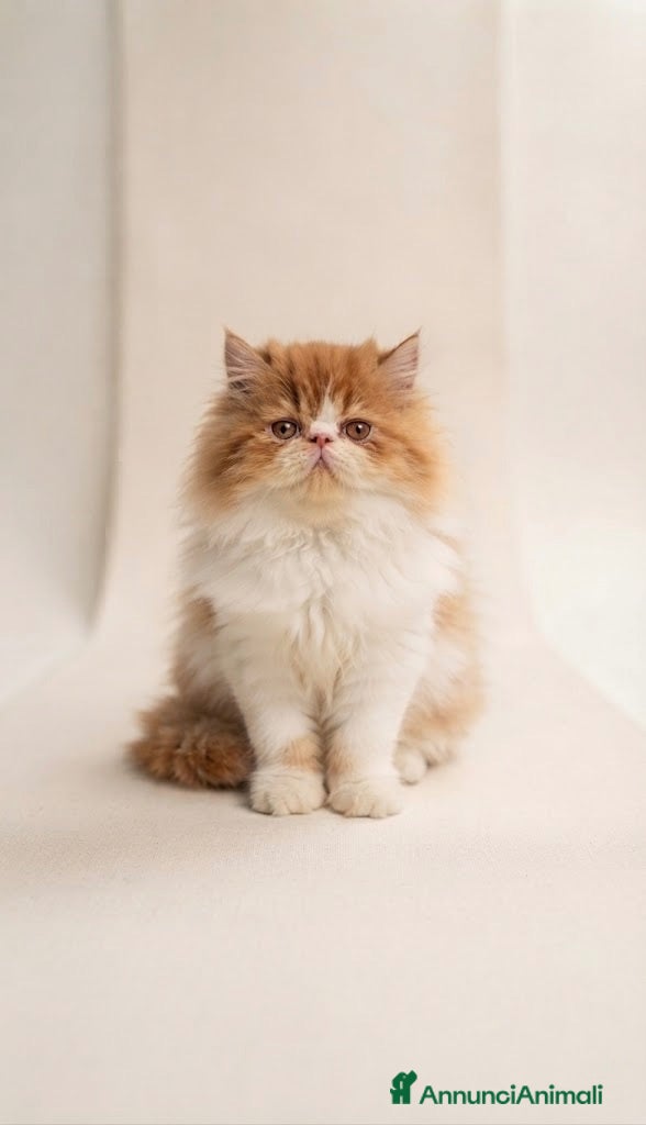 Persiano gatti Nereide cucciolo persiano  - Annuncio 26