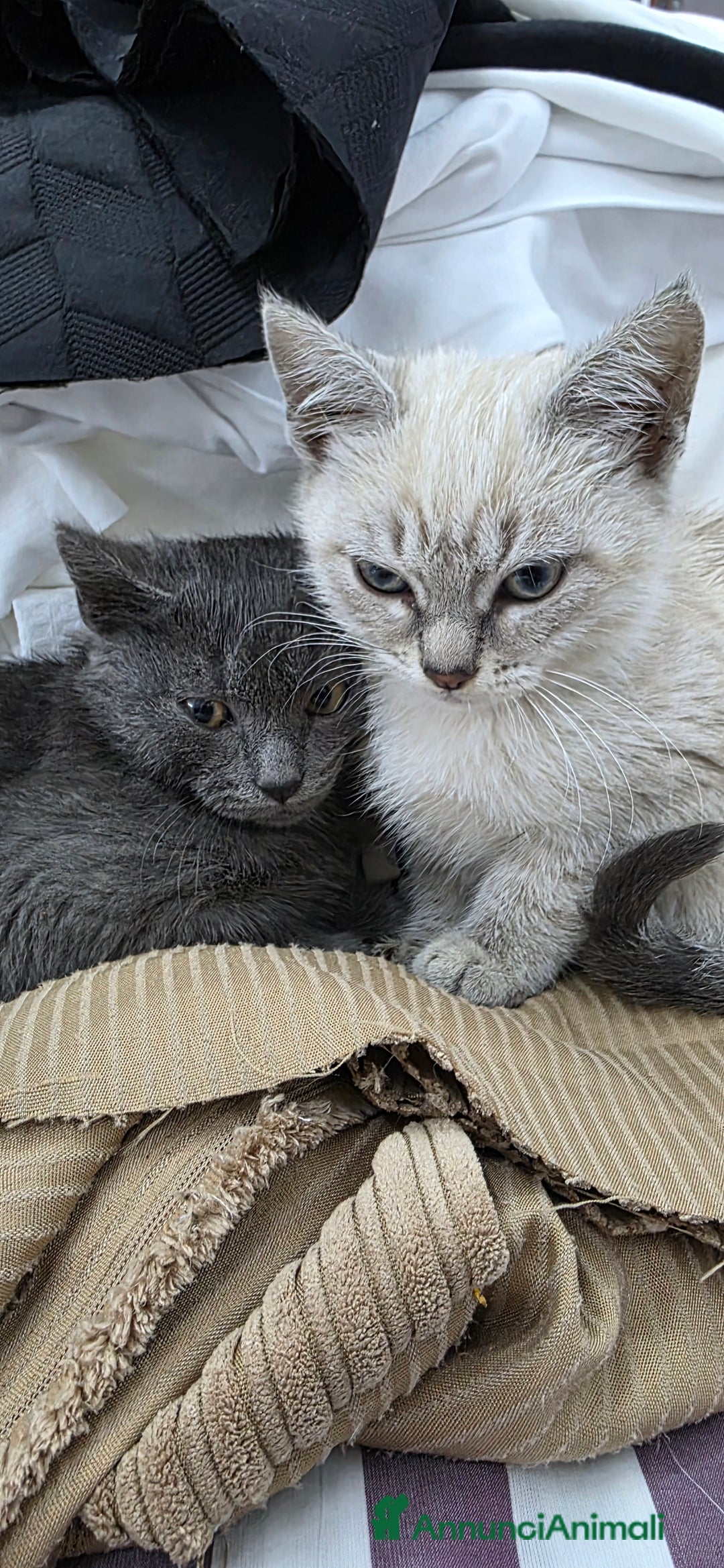 Certosino gatti in regalo: Adorabili Cuccioli di Gatto Grigio e Crema  - Annuncio 4