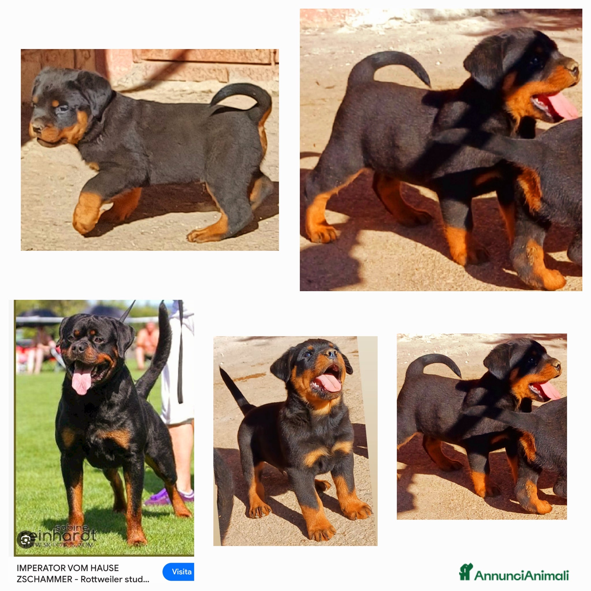 Rottweiler cani in vendita: Disponibili cuccioli Rottweiler  - Annuncio 36