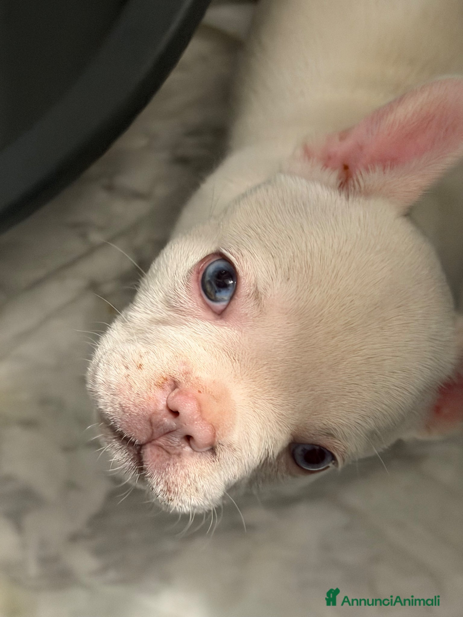 Bulldog Francese cani Bulldog esotiche - Annuncio 1