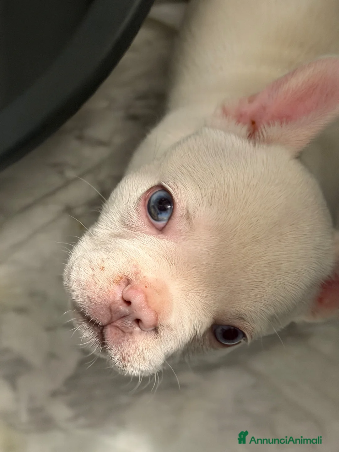Bulldog Francese cani in vendita: Bulldog esotiche - Annuncio 1