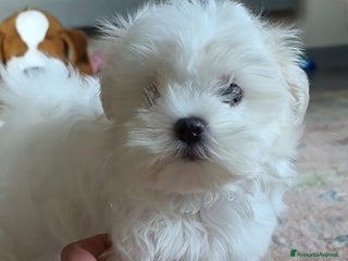 Maltese cani Cuccioli di razza Maltese a Provincia di Padova - Annuncio 31