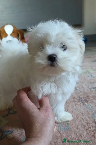 Maltese cani a Provincia di Padova - Annuncio 1