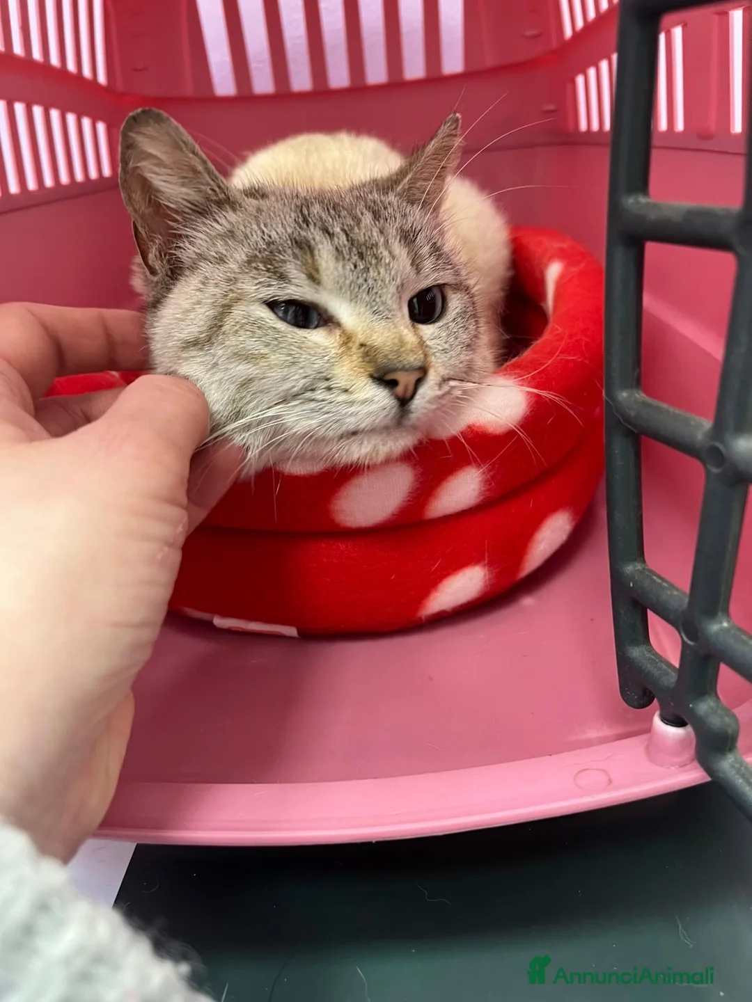 Siamese gatti in regalo: Gattina incrocio siamese occhi azzurri - Annuncio 2