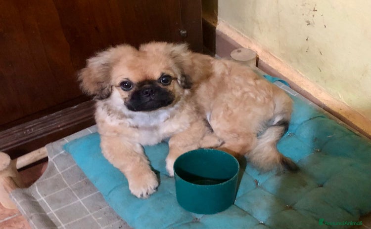 Tibetan Spaniel cani - Annuncio 1