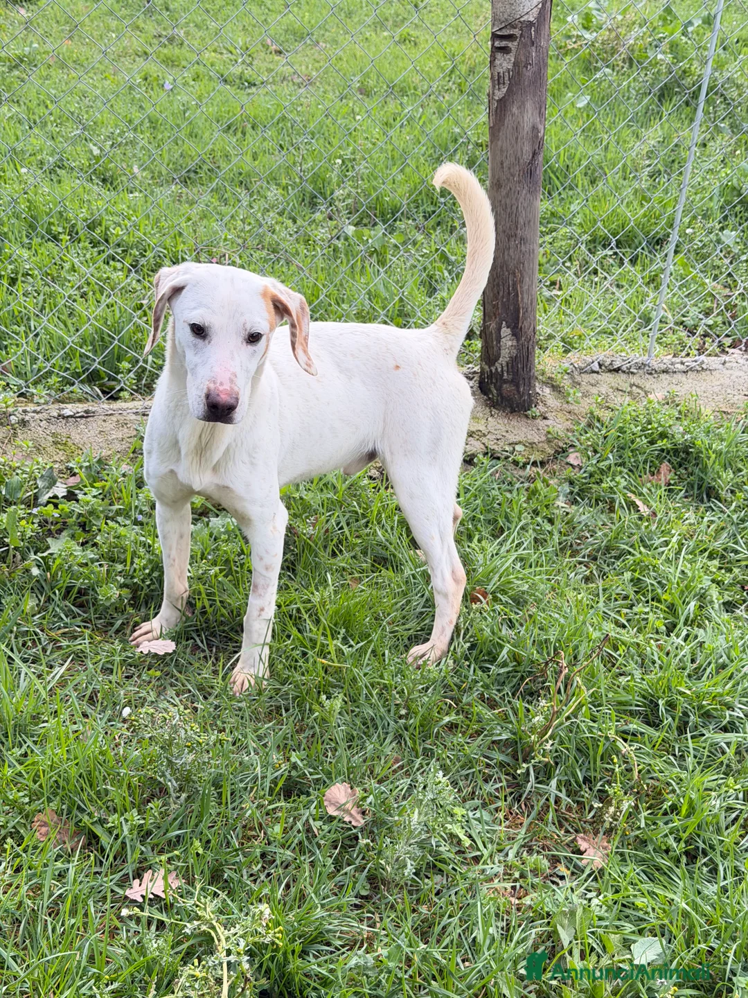 Meticcio cani in regalo: Spotty - Annuncio 2