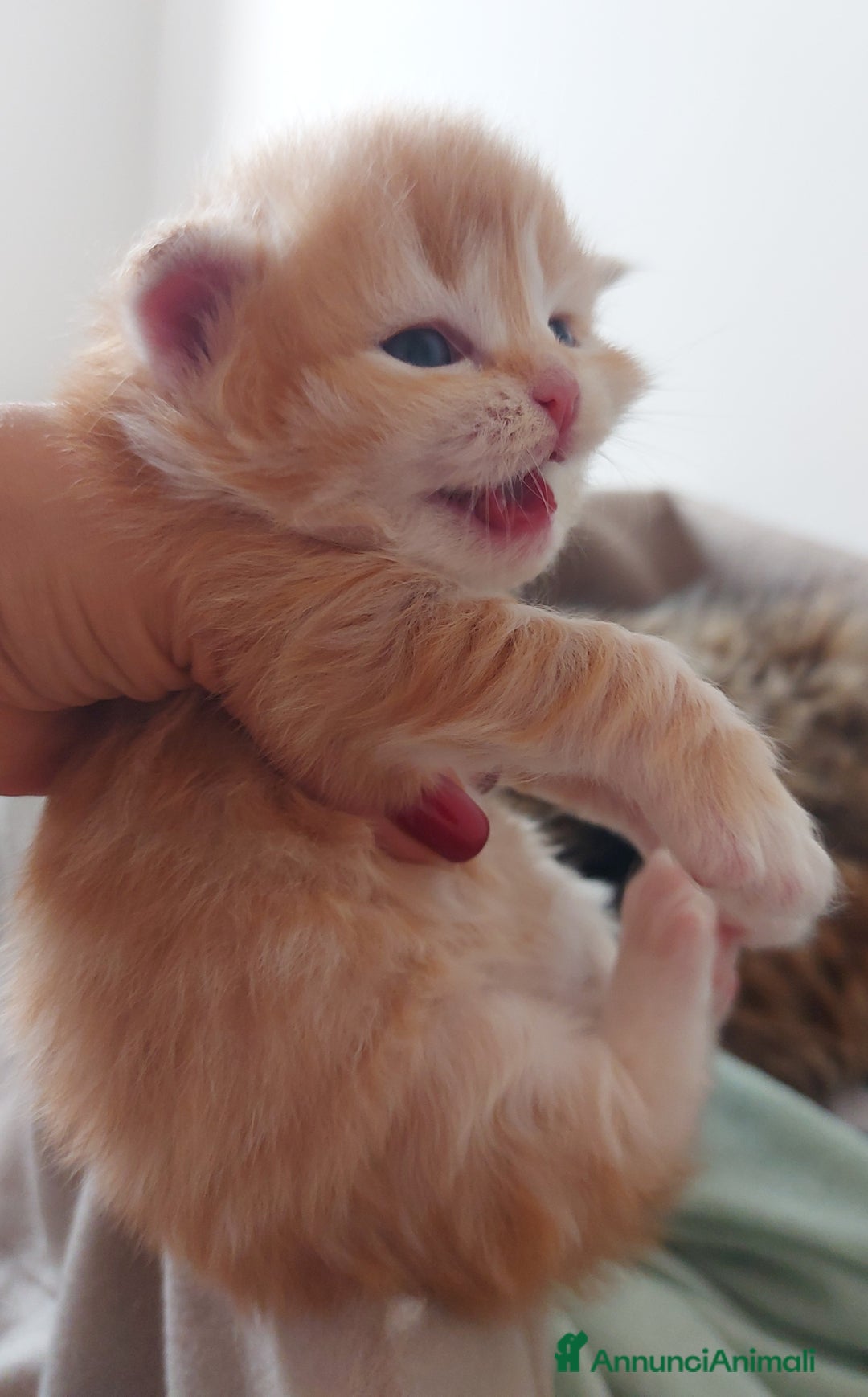 Siberiano gatti in vendita: Cuccioli di gatto Siberiano Certificati  - Annuncio 4