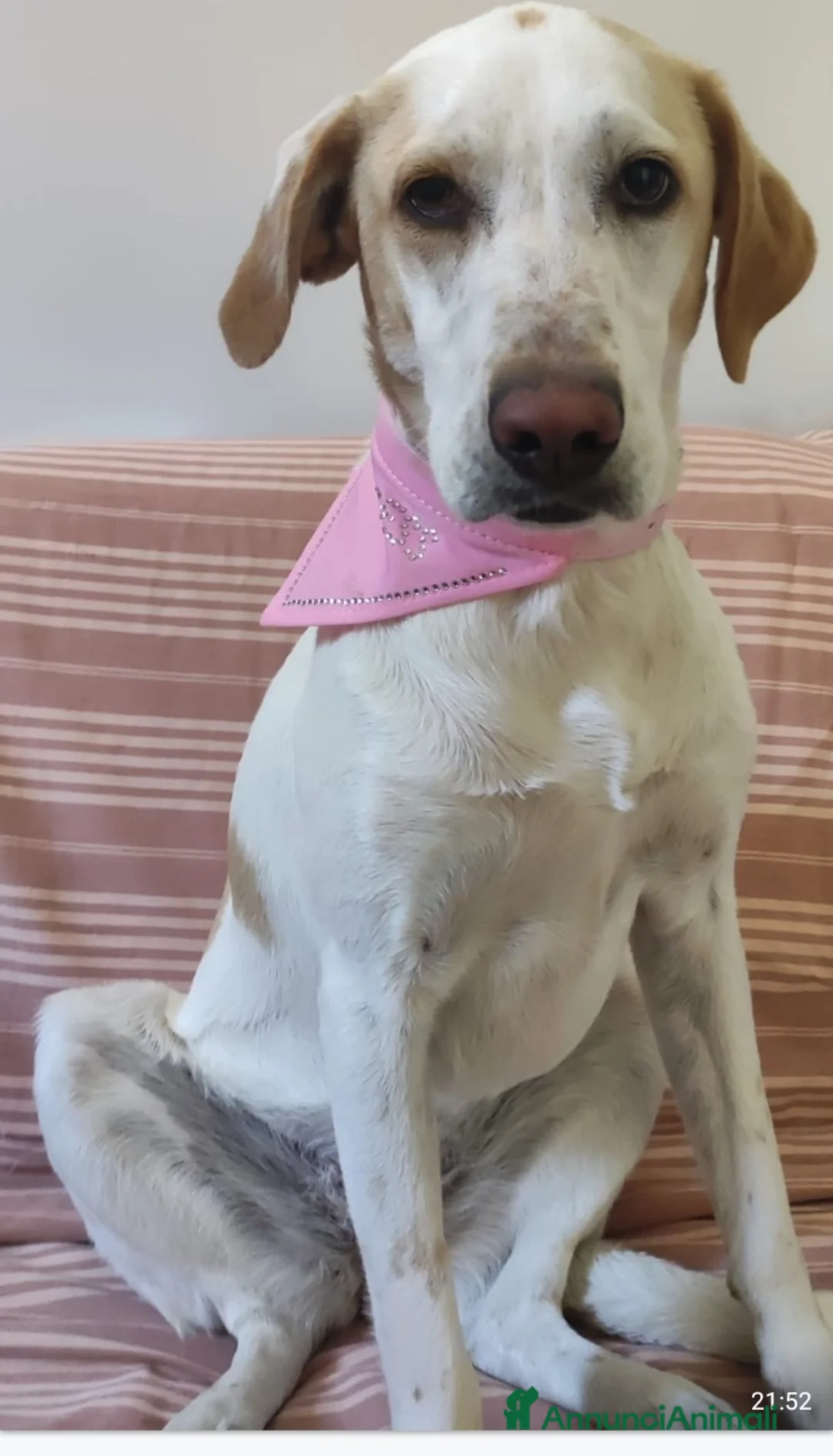 Altre razze cani in regalo: Camilla mix Segugia/Setter 4anni..sfortunata!ROMA a Città metropolitana di Milano - Annuncio 1
